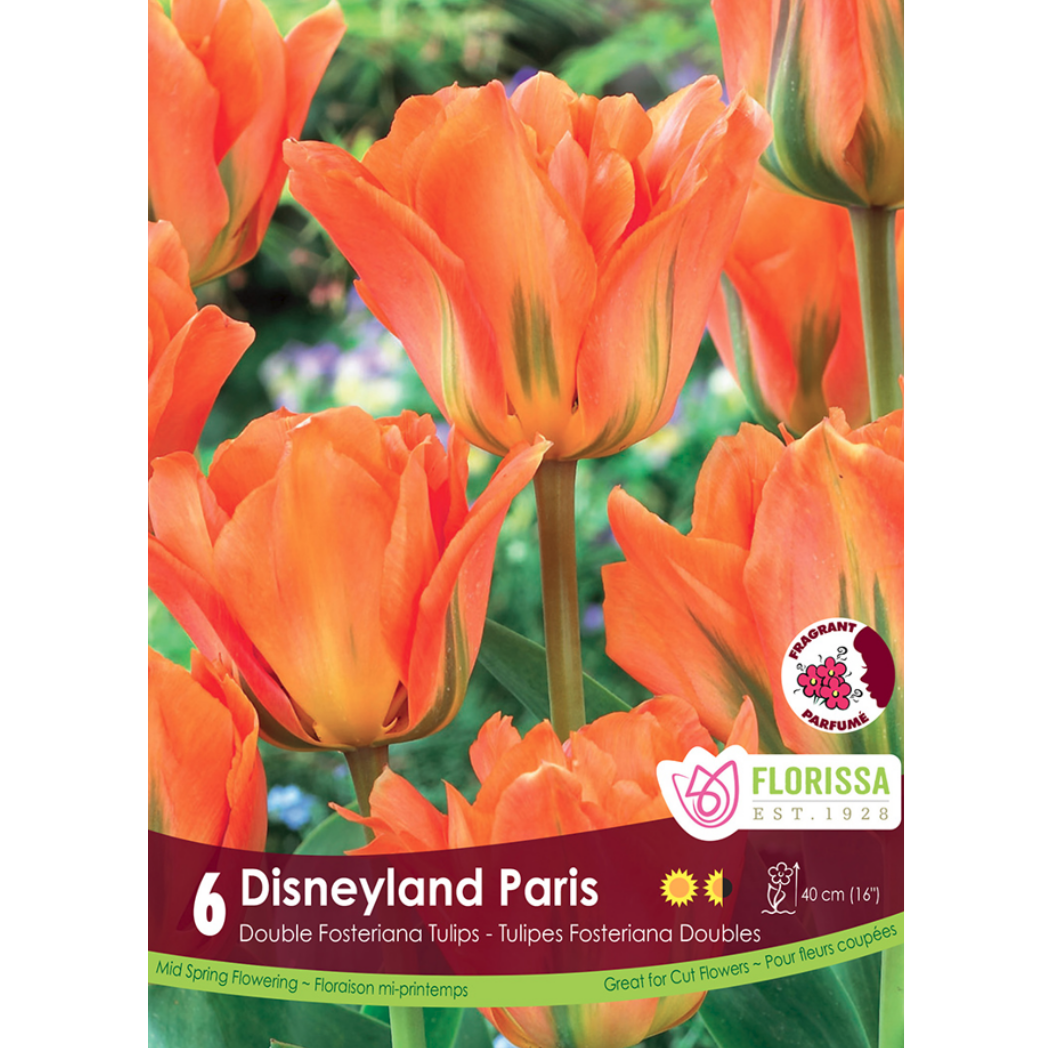 Tulip 'Disneyland Paris' Double 6/Pkg.