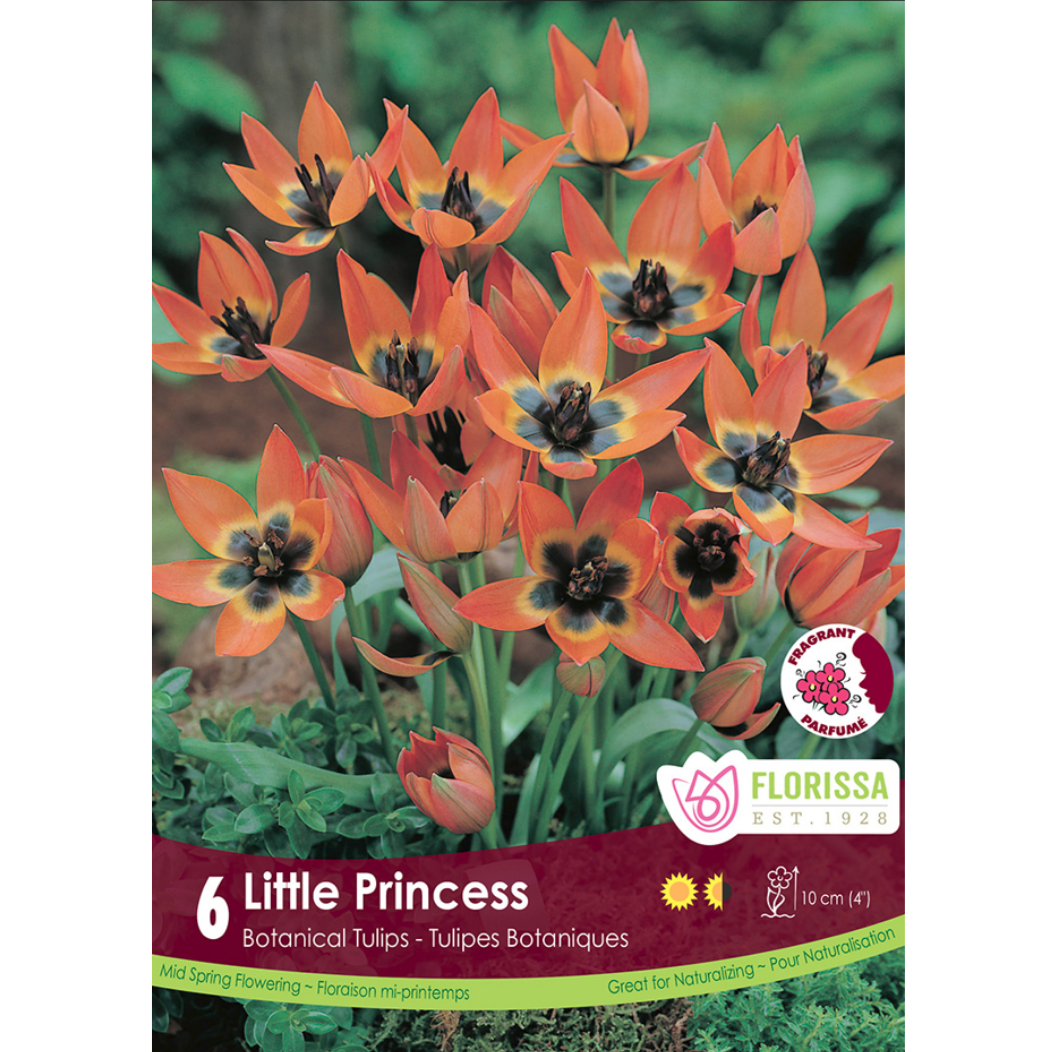 Tulip 'Little Princess' 6/Pkg.