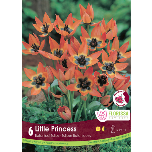 Tulip 'Little Princess' 6/Pkg.
