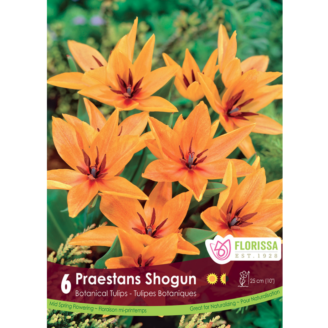 Tulip 'Praestans Shogun' Botanical 6/Pkg.