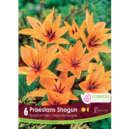 Tulip 'Praestans Shogun' Botanical 6/Pkg.