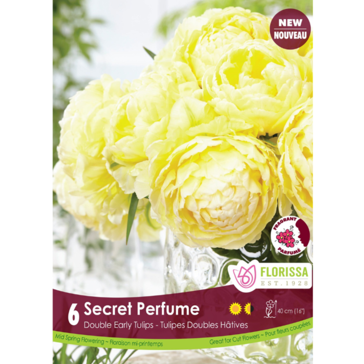 Tulip 'Secret Perfume' Double 6/Pkg.