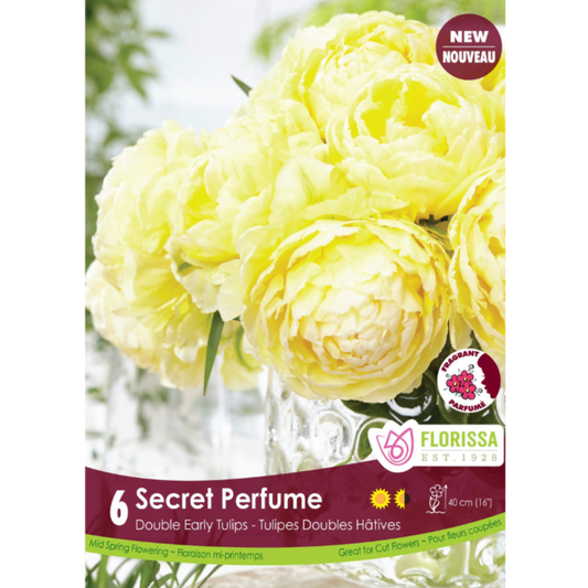 Tulip 'Secret Perfume' Double 6/Pkg.