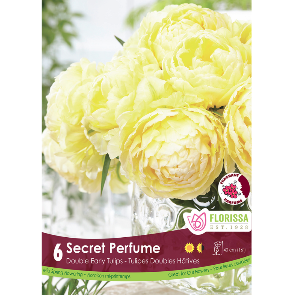 Tulip 'Secret Perfume' Double 6/Pkg.