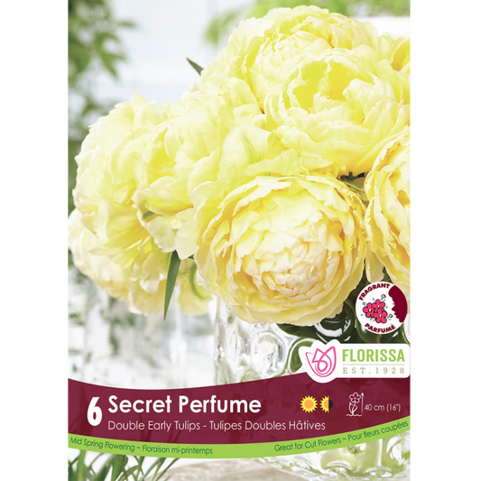 Tulip 'Secret Perfume' Double 6/Pkg.