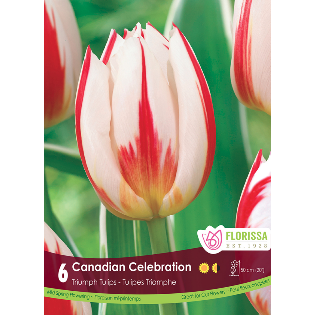 Tulip 'Canadian Celebration' Triumph 6/Pkg.