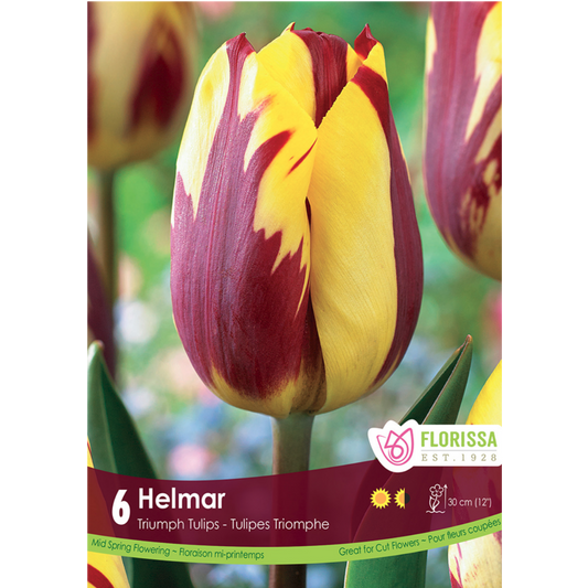 Tulip 'Helmar' Triumph 6/Pkg.