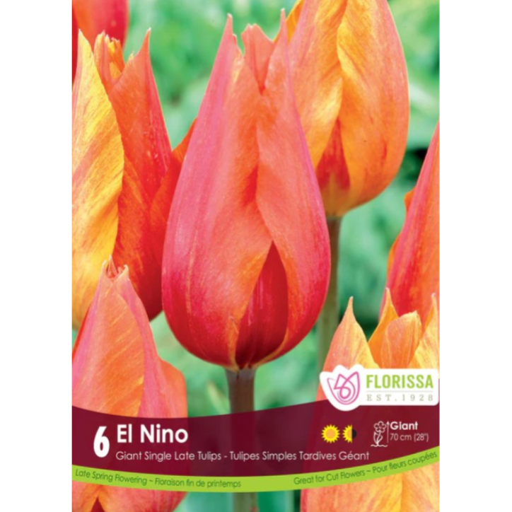 Tulip 'El Nino' Giant Single 6/Pkg.