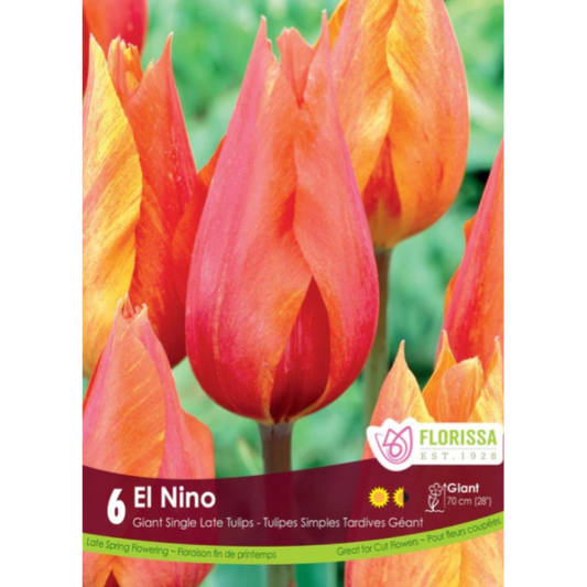 Tulip 'El Nino' Giant Single 6/Pkg.