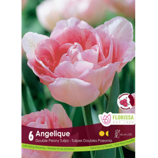 Tulip 'Angelique' Double Peony 6/Pkg.
