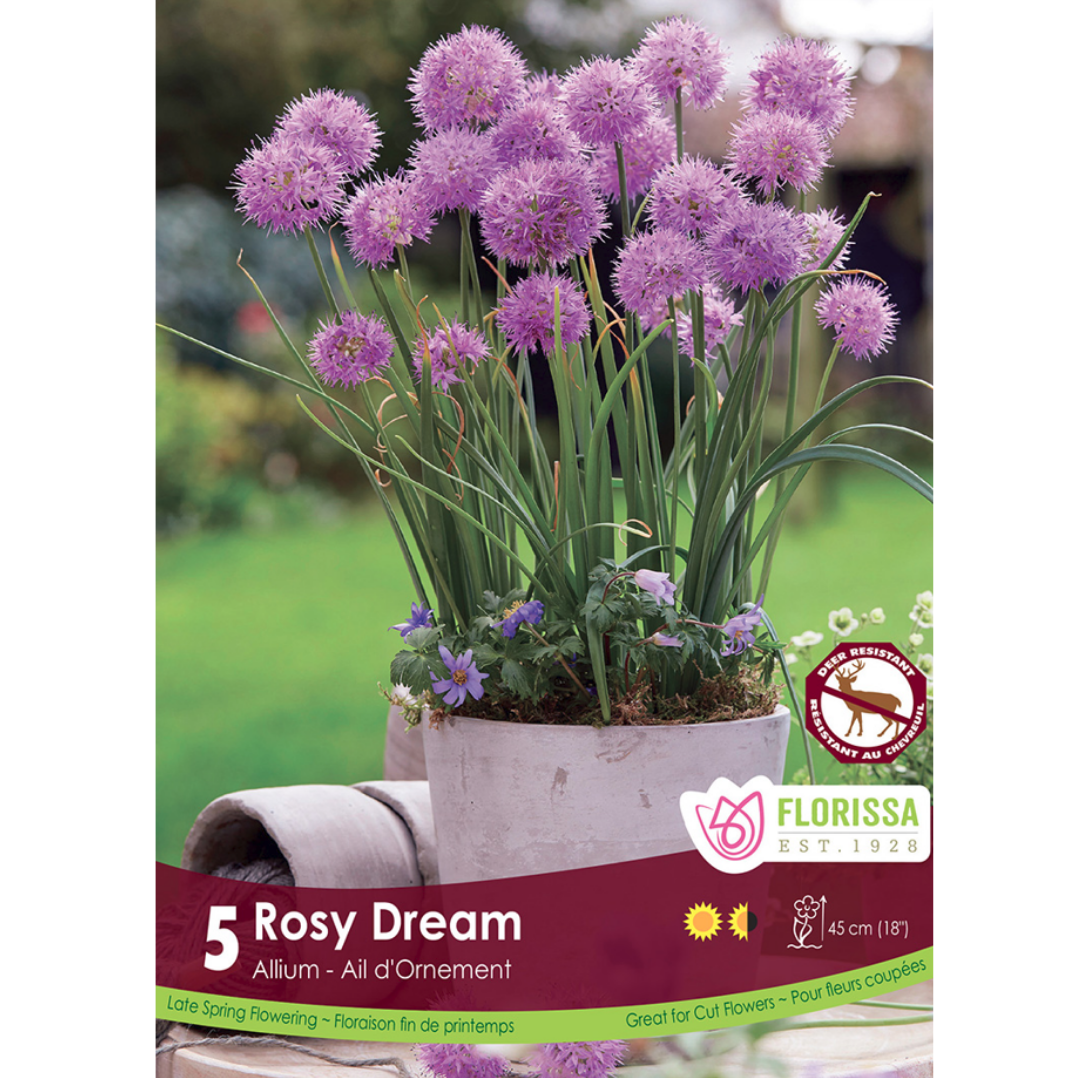 Allium 'Rosy Dream' 5/Pkg.