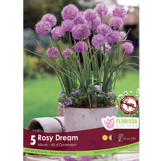 Allium 'Rosy Dream' 5/Pkg.