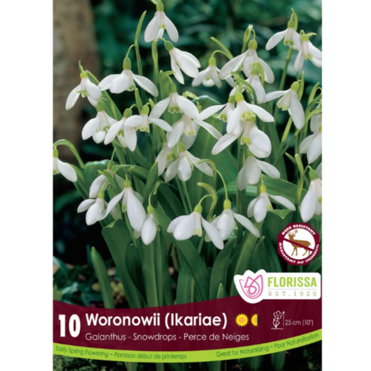 Galanthus 'Woronownii Ikariae' Snowdrops 10/Pkg.