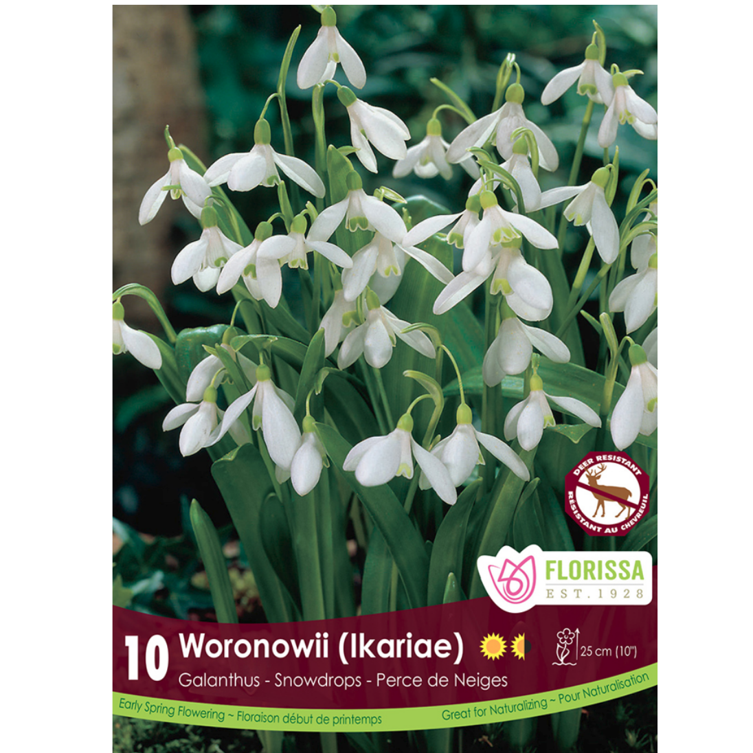 Galanthus 'Woronownii Ikariae' Snowdrops 10/Pkg.