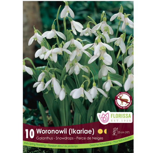 Galanthus 'Woronownii Ikariae' Snowdrops 10/Pkg.