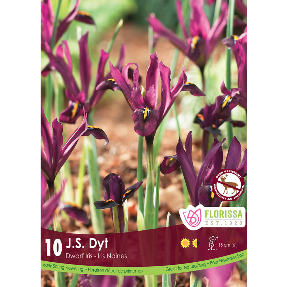 Iris 'J.S. Dyt' Dwarf 10/Pkg.