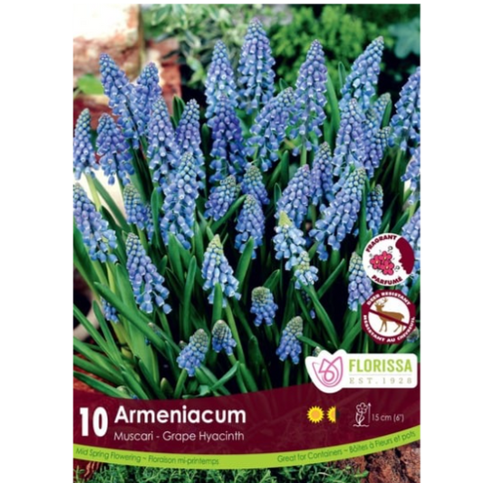 Muscari 'Armeniacum' 10/Pkg.
