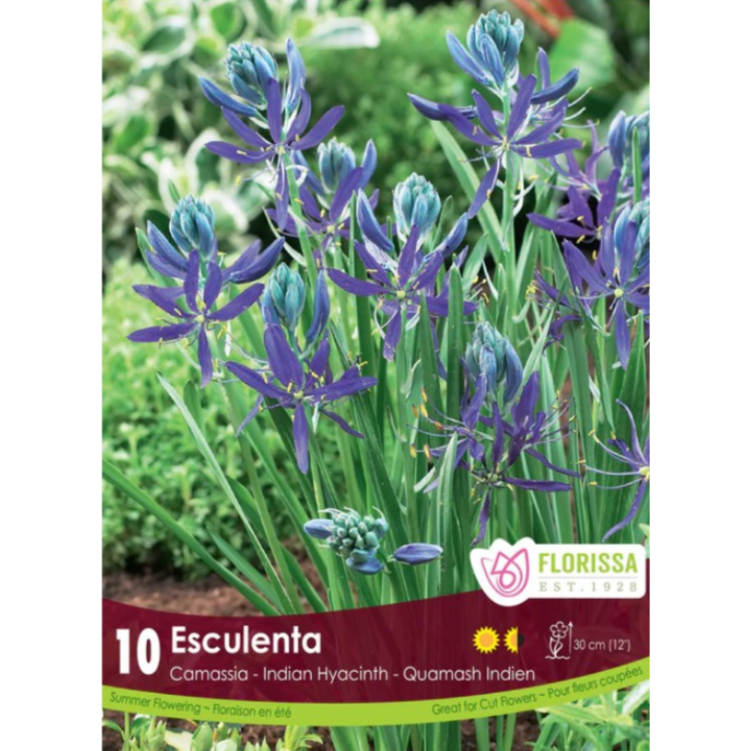 Camassia 'Esculenta' Indian Hyacinth 10/Pkg.