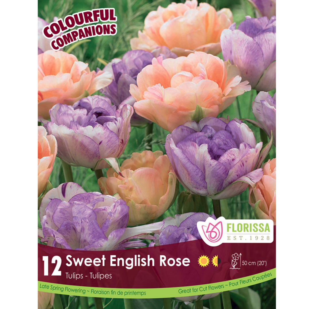 Colourful Companions Tulip 'Sweet English Rose' 12/Pkg.