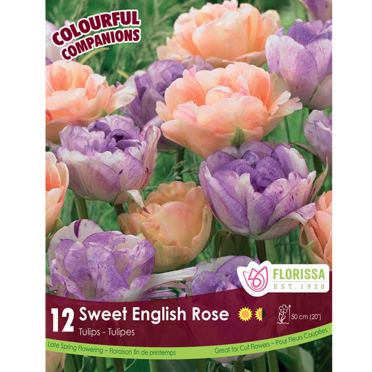 Colourful Companions Tulip 'Sweet English Rose' 12/Pkg.