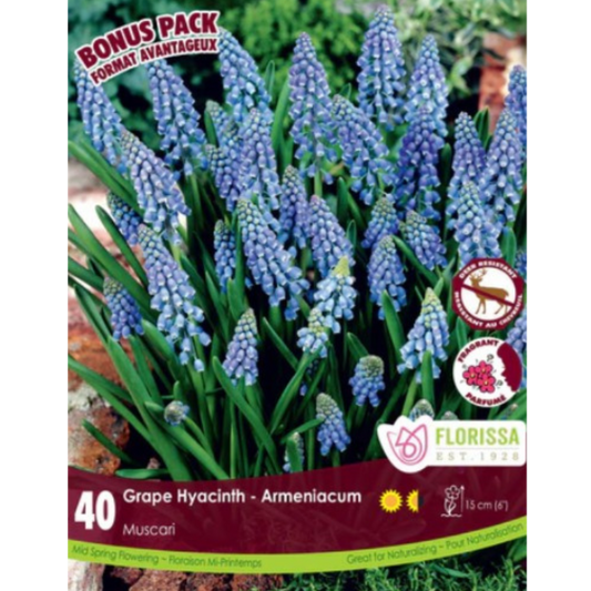 Muscari 'Armeniacum' Grape Hyacinth Bonus' 40/Pkg.