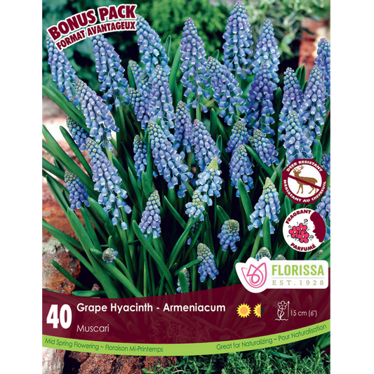 Muscari 'Grape Hyacinth' Armeniacum 40/Pkg.
