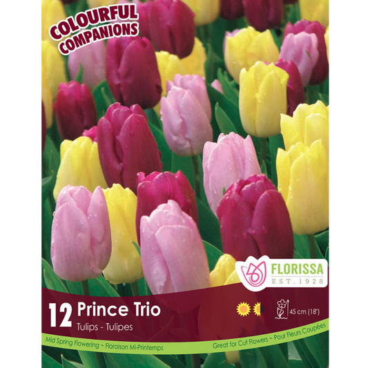 Colourful Companions Tulip 'Prince Trio' 16/Pkg.