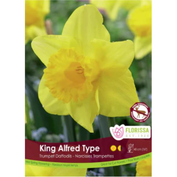 Narcissus Bulk King Alfred Type 12+ Trumpet (Price per bulb)