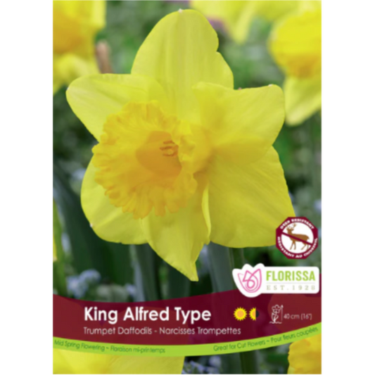 Narcissus Bulk King Alfred Type 16+ (Price per bulb)