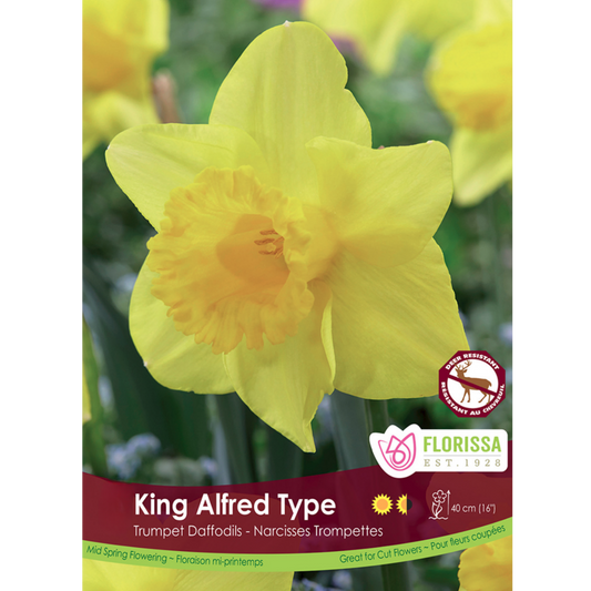 Narcissus Bulk 'King Alfred Type' 12+ (Price per bulb)