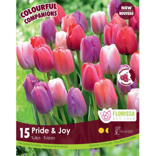 Colourful Companions Tulip 'Pride & Joy' 15/Pkg.