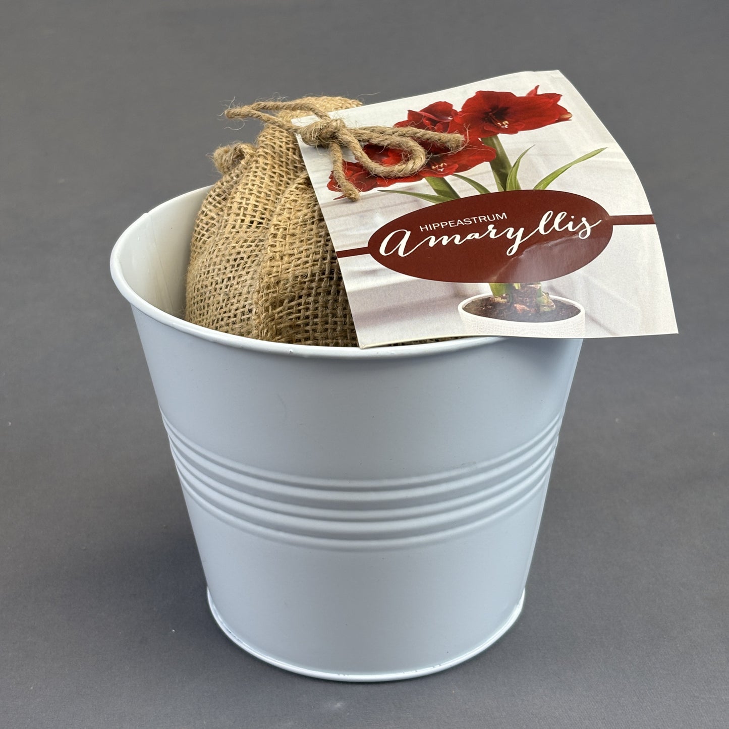 Amaryllis Nature's Bloom Kit