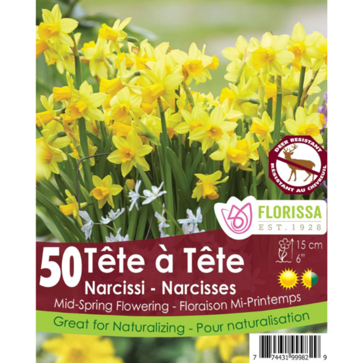 Narcissus Tête-à-Tête Rockgarden 50/Pkg.