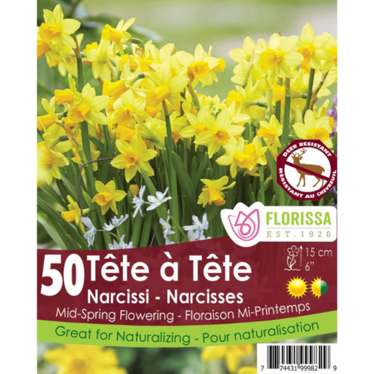 Narcissus Tête-à-Tête Rockgarden 50/Pkg.