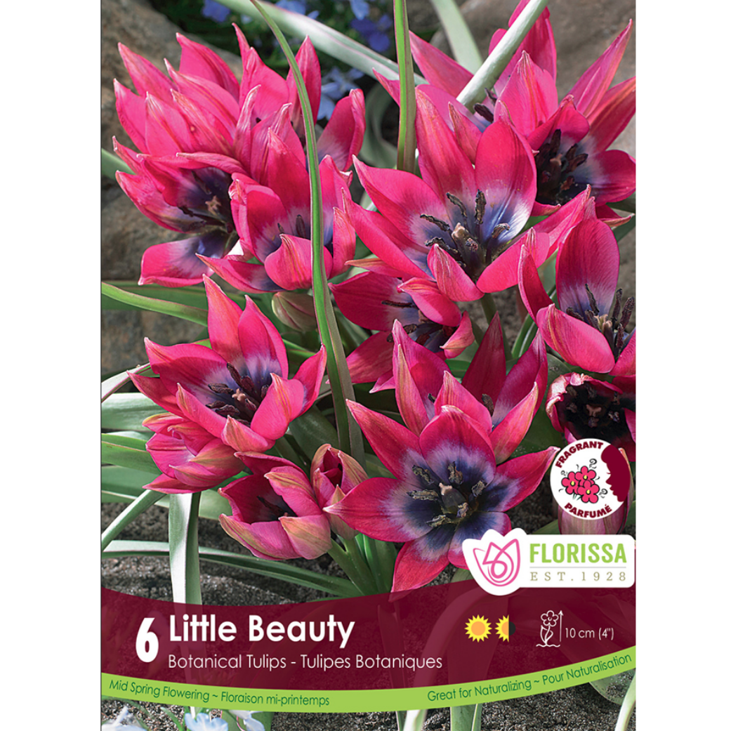 Tulip 'Little Beauty' Botanical 6/Pkg.