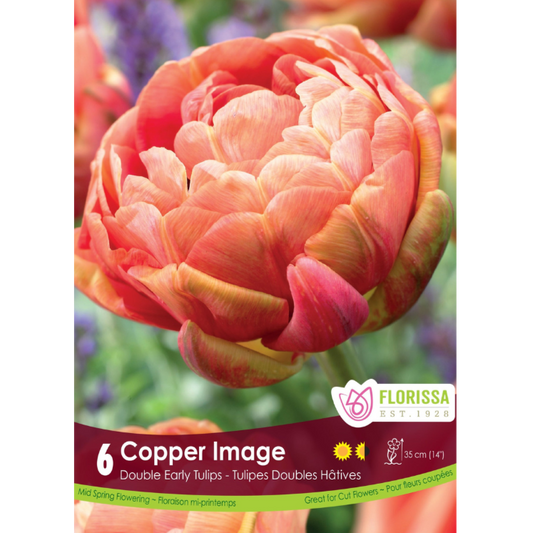 Tulip 'Copper Image' Double 6/Pkg.