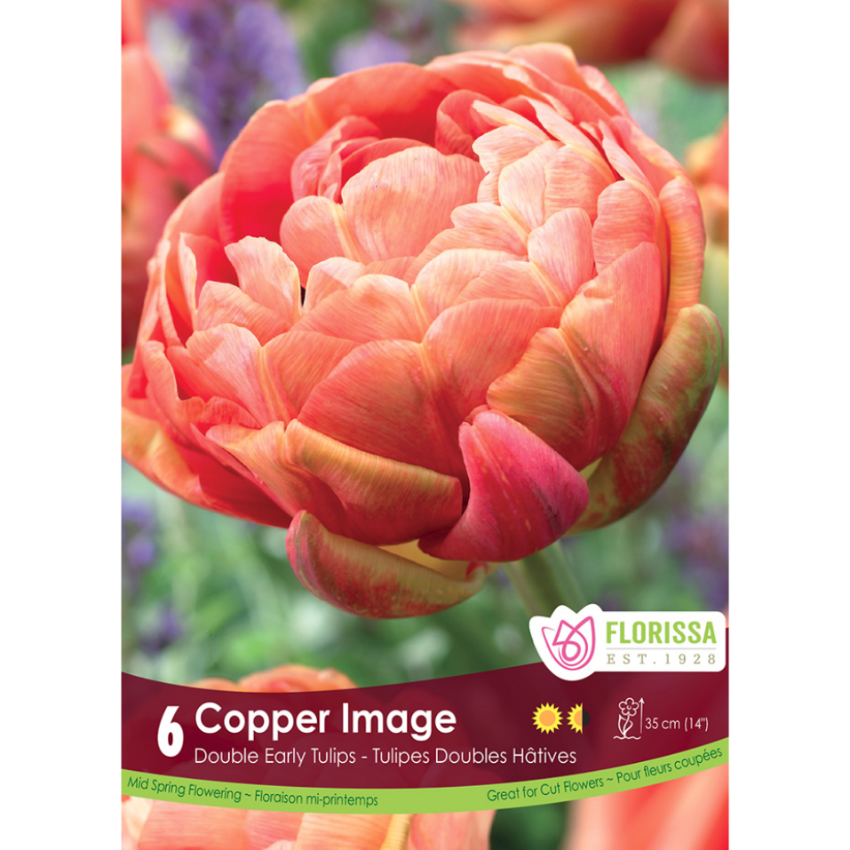 Tulip 'Copper Image' Double 6/Pkg.