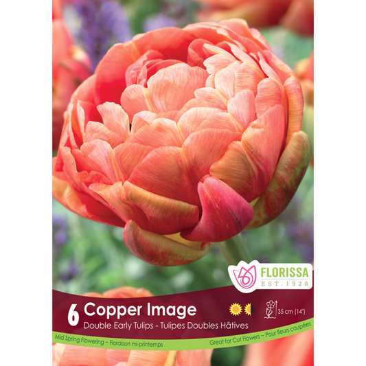 Tulip 'Copper Image' Double 6/Pkg.