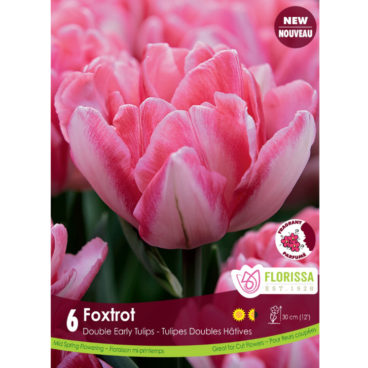 Tulip 'Foxtrot' Double 6/Pkg.