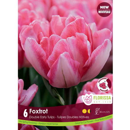 Tulip 'Foxtrot' Double 6/Pkg.