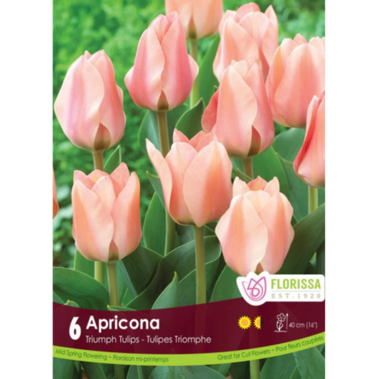 Tulip 'Apricona' Triumph 6/Pkg.