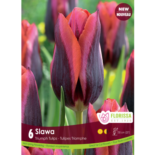 Tulip 'Slawa' Triumph 6/Pkg.