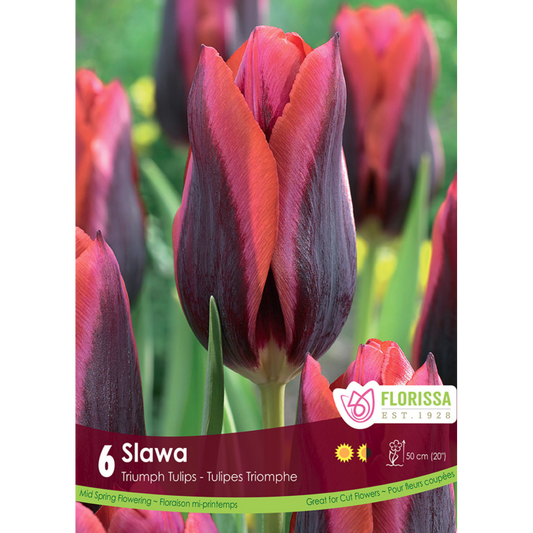 Tulip 'Slawa' Triumph 6/Pkg.