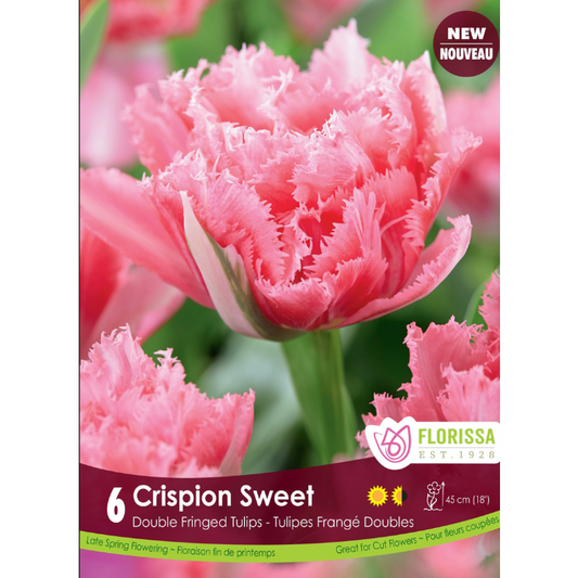 Tulip 'Crispion Sweet' Double Fringed 6/Pkg.