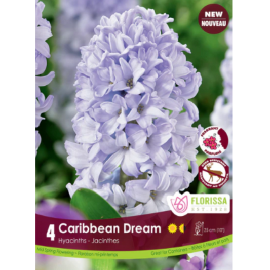 Hyacinth 'Caribbean Dream' 4/Pkg.