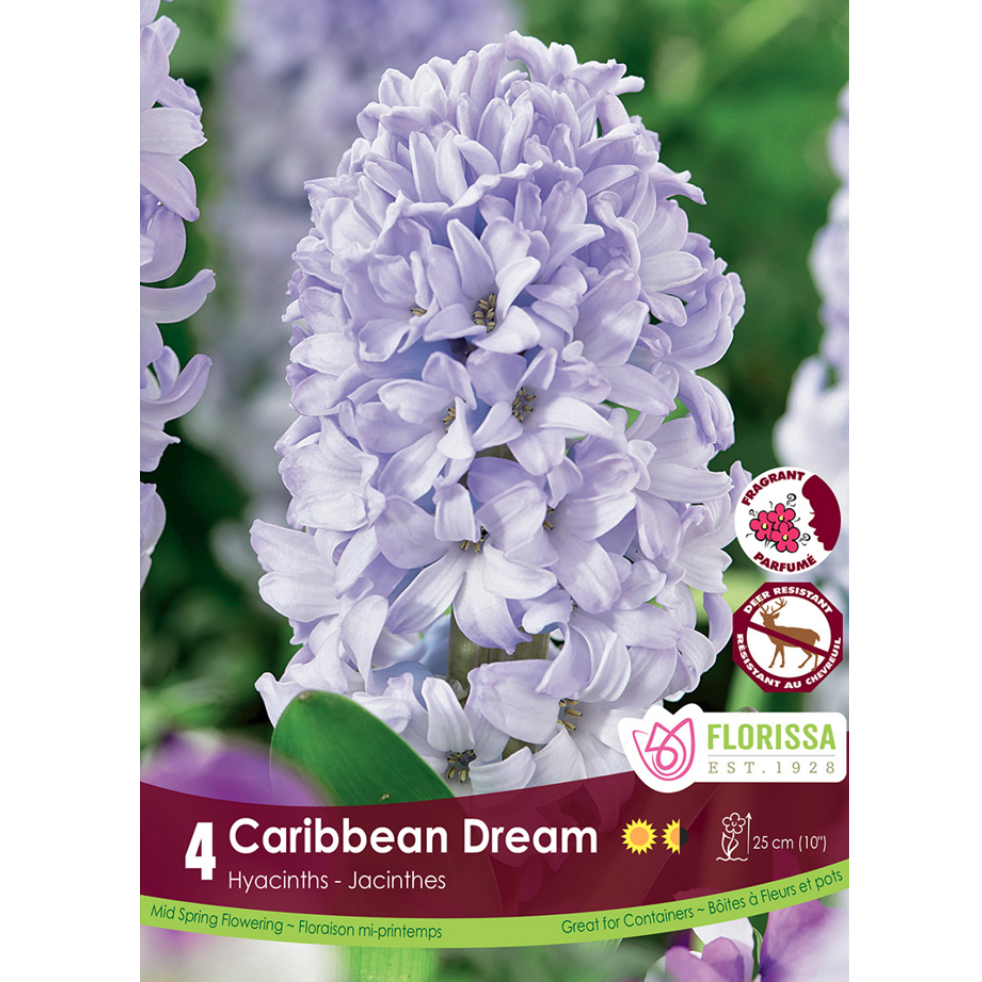 Hyacinth 'Caribbean Dream' 4/Pkg.