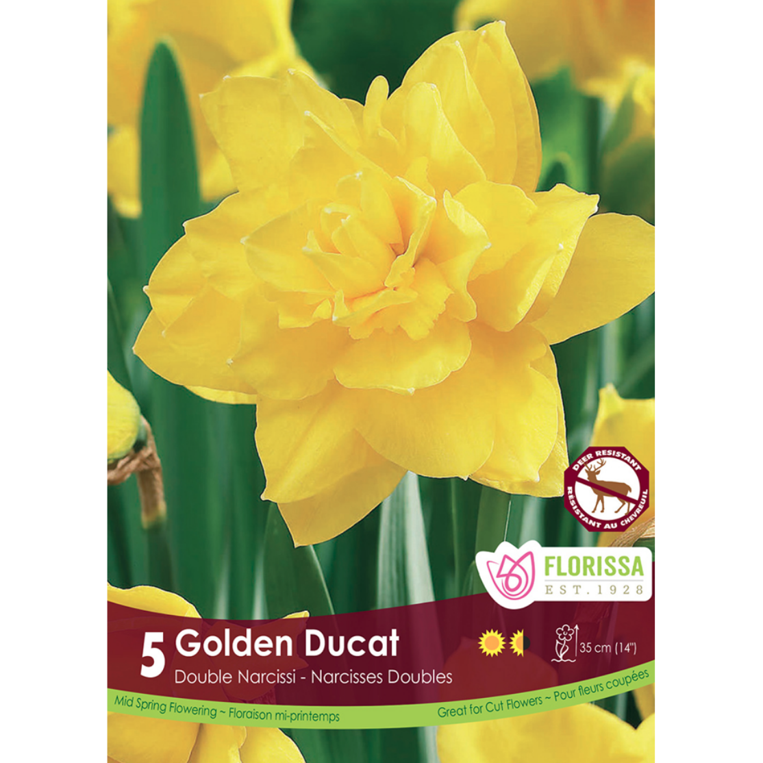 Narcissus 'Golden Ducat' 5/Pkg.