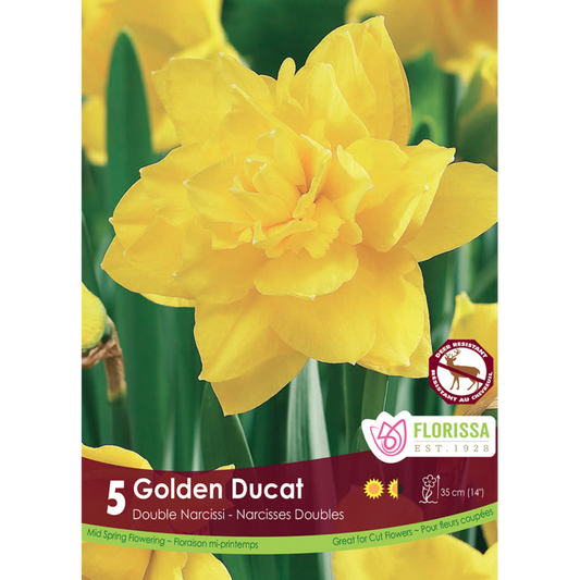 Narcissus 'Golden Ducat' 5/Pkg.