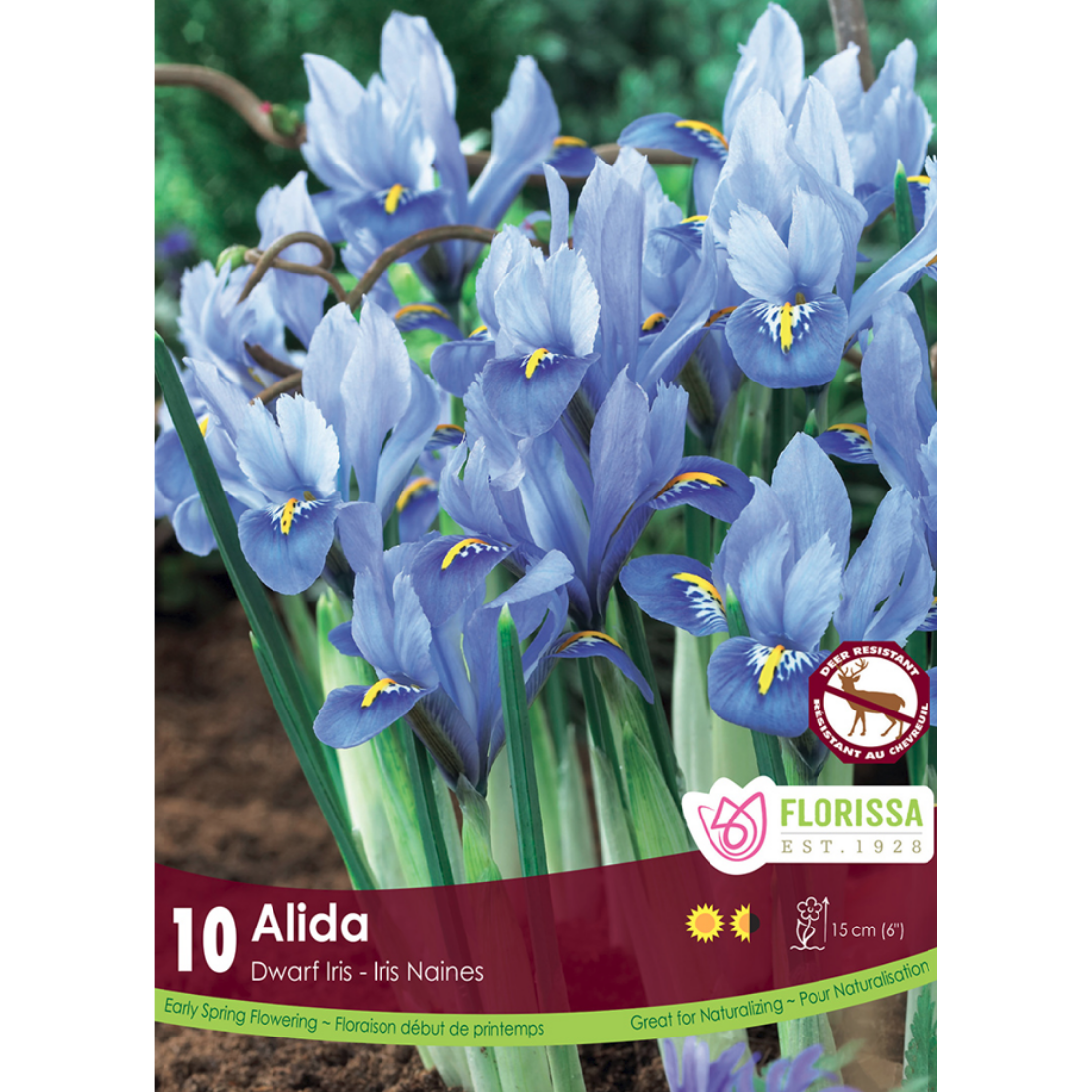 Iris 'Alida' Dwarf 10/Pkg.