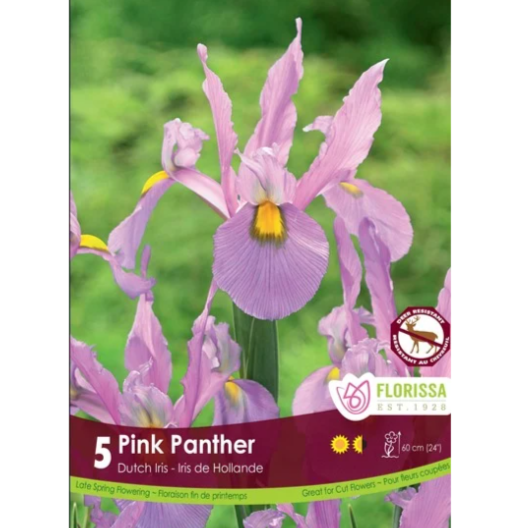 Iris 'Pink Panther' Dutch 5/Pkg.